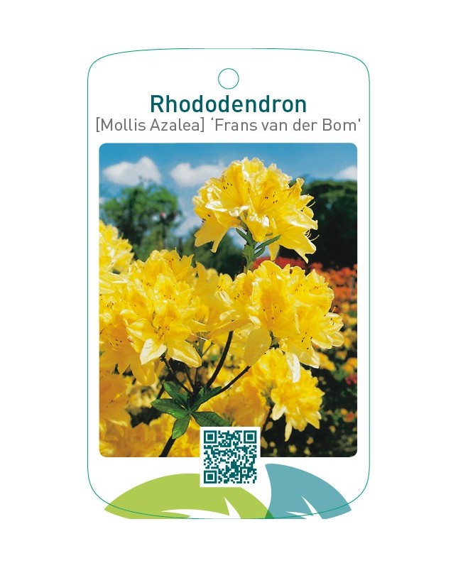 Rhododendron [Mollis Azalea] ‘Frans van der Bom’