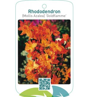 Rhododendron [Mollis Azalea] ‘Goldflamme’