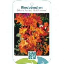 Rhododendron [Mollis Azalea] ‘Goldflamme’