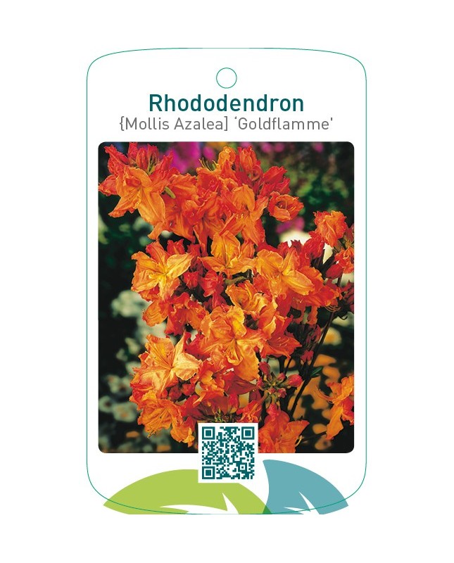 Rhododendron [Mollis Azalea] ‘Goldflamme’