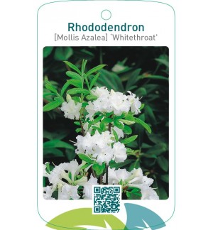 Rhododendron [Mollis Azalea] ‘Whitethroat’