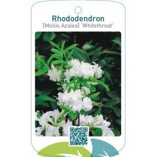 Rhododendron [Mollis Azalea] ‘Whitethroat’