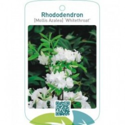Rhododendron [Mollis Azalea] ‘Whitethroat’