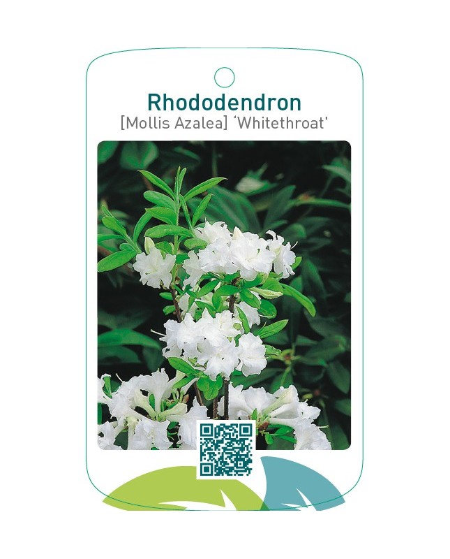 Rhododendron [Mollis Azalea] ‘Whitethroat’