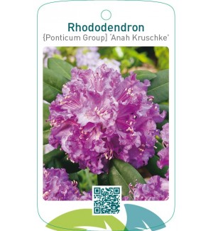 Rhododendron [Ponticum Group] ‘Anah Kruschke’