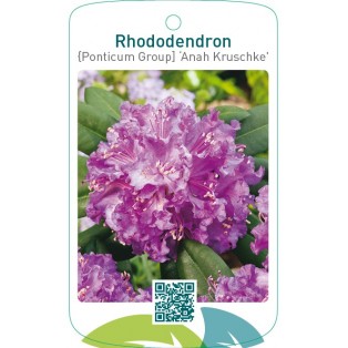 Rhododendron [Ponticum Group] ‘Anah Kruschke’