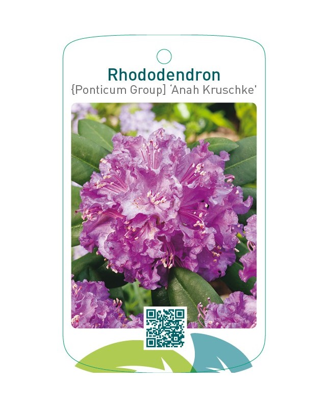 Rhododendron [Ponticum Group] ‘Anah Kruschke’