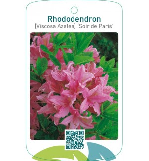 Rhododendron [Viscosa Azalea] ‘Soir de Paris’