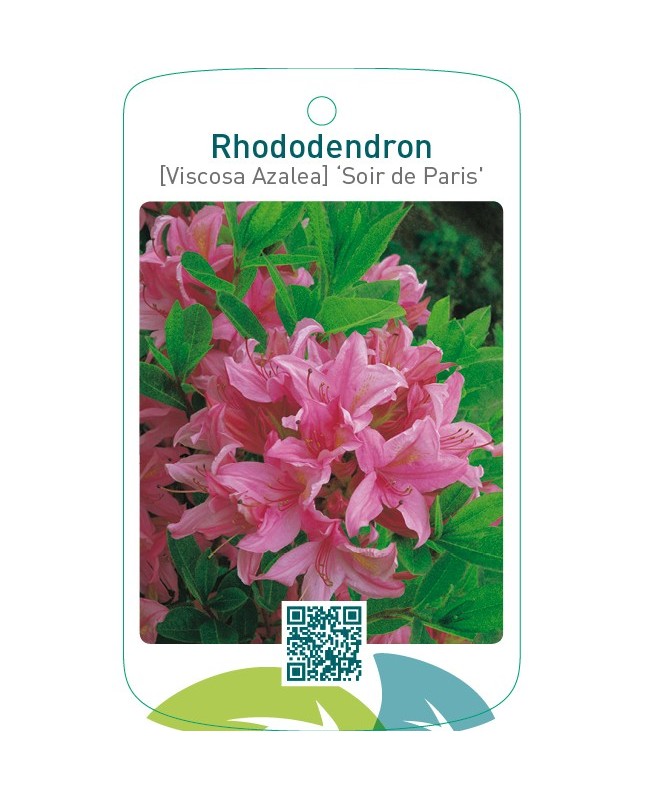 Rhododendron [Viscosa Azalea] ‘Soir de Paris’