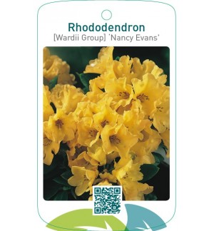 Rhododendron [Wardii Group] ‘Nancy Evans’