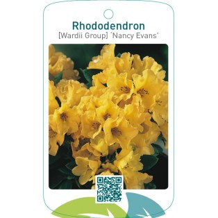 Rhododendron [Wardii Group] ‘Nancy Evans’
