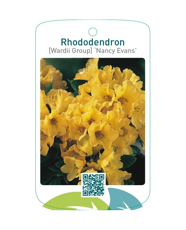 Rhododendron [Wardii Group] ‘Nancy Evans’