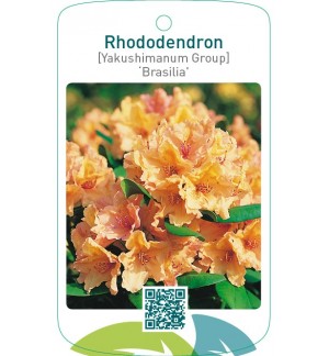 Rhododendron [Yakushimanum Group] ‘Brasilia’