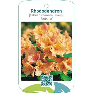 Rhododendron [Yakushimanum Group] ‘Brasilia’