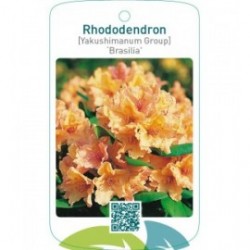 Rhododendron [Yakushimanum Group] ‘Brasilia’