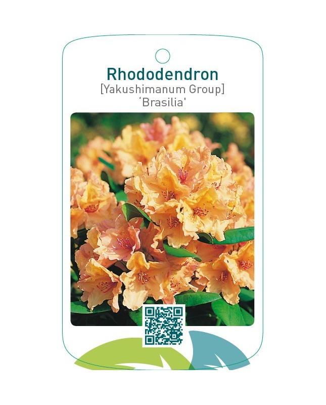Rhododendron [Yakushimanum Group] ‘Brasilia’