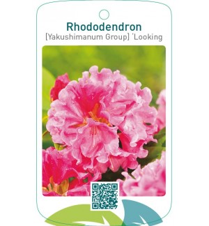 Rhododendron [Yakushimanum Group] ‘Looking Glass’