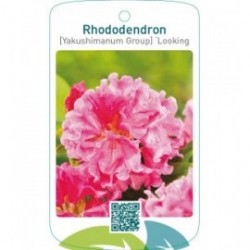 Rhododendron [Yakushimanum Group] ‘Looking Glass’