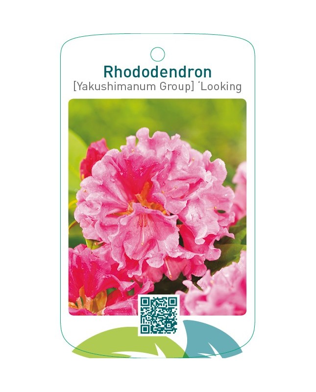 Rhododendron [Yakushimanum Group] ‘Looking Glass’