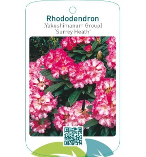 Rhododendron [Yakushimanum Group] ‘Surrey Heath’