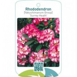 Rhododendron [Yakushimanum Group] ‘Surrey Heath’
