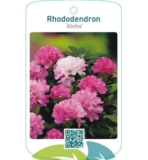 Rhododendron ‘Aloha’
