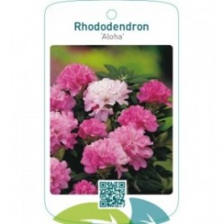 Rhododendron ‘Aloha’
