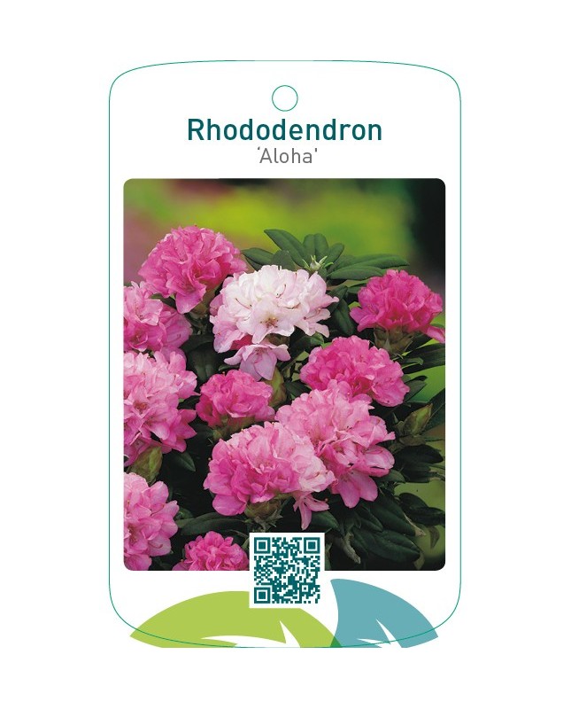 Rhododendron ‘Aloha’