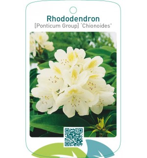 Rhododendron [Ponticum Group] ‘Chionoides’