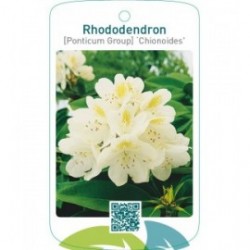 Rhododendron [Ponticum Group] ‘Chionoides’