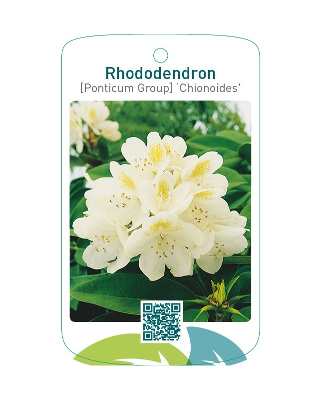 Rhododendron [Ponticum Group] ‘Chionoides’