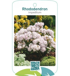 Rhododendron impeditumwit