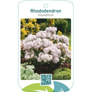 Rhododendron impeditumwit