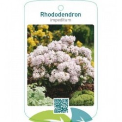 Rhododendron impeditumwit