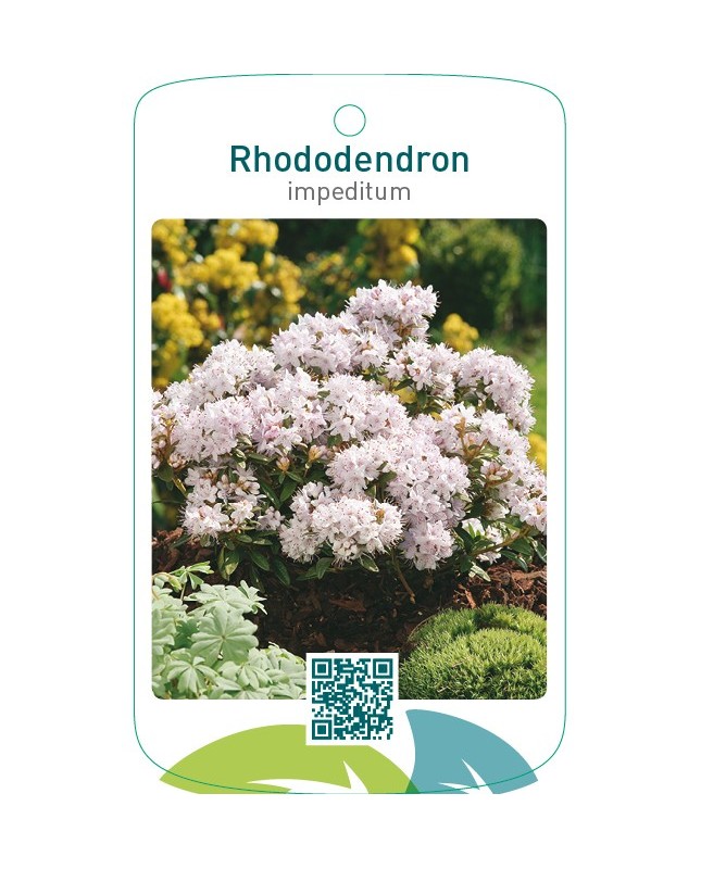 Rhododendron impeditumwit