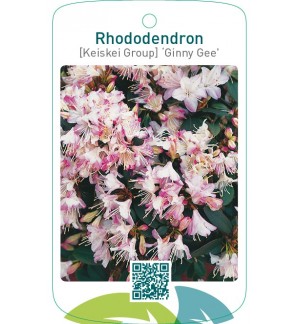 Rhododendron [Keiskei Group] ‘Ginny Gee’