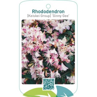Rhododendron [Keiskei Group] ‘Ginny Gee’