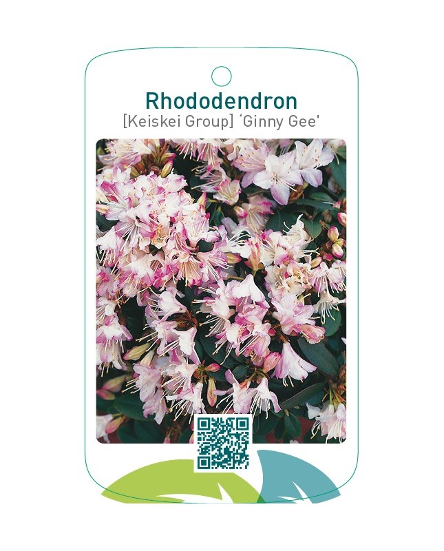 Rhododendron [Keiskei Group] ‘Ginny Gee’