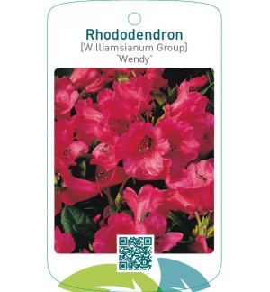Rhododendron [Williamsianum Group] ‘Wendy’