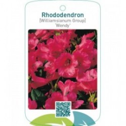 Rhododendron [Williamsianum Group] ‘Wendy’