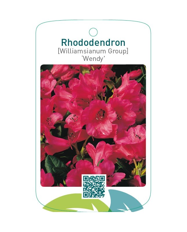 Rhododendron [Williamsianum Group] ‘Wendy’