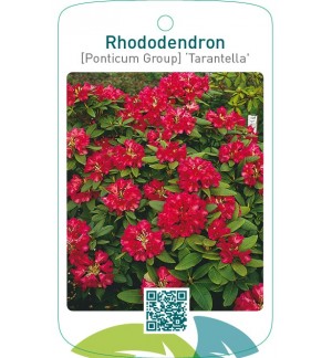 Rhododendron [Ponticum Group] ‘Tarantella’