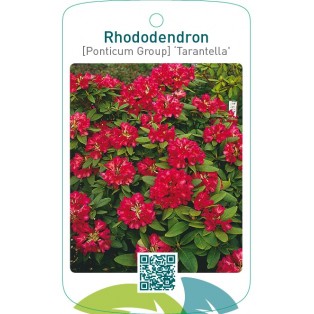 Rhododendron [Ponticum Group] ‘Tarantella’