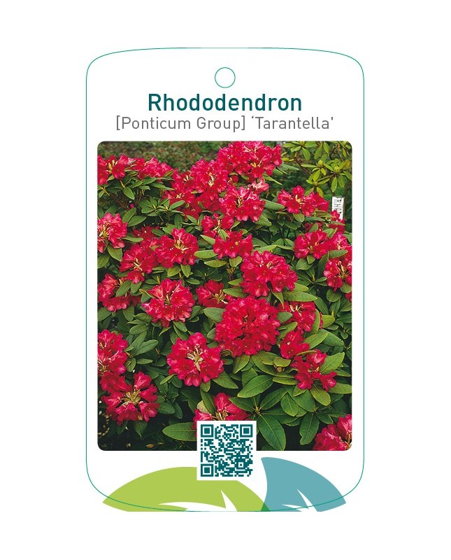 Rhododendron [Ponticum Group] ‘Tarantella’