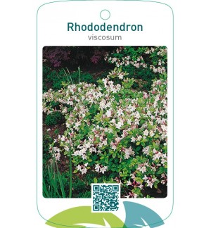 Rhododendron viscosum