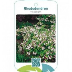Rhododendron viscosum