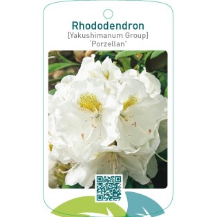 Rhododendron [Yakushimanum Group] ‘Porzellan’