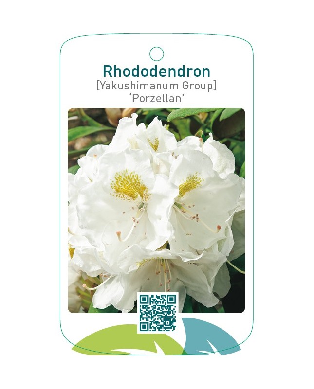 Rhododendron [Yakushimanum Group] ‘Porzellan’