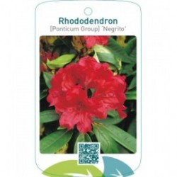 Rhododendron [Ponticum Group] ‘Negrito’