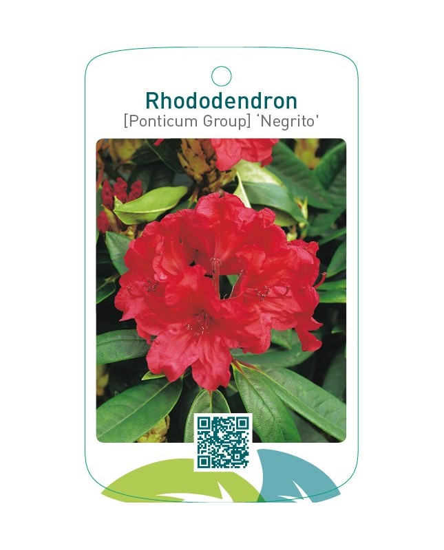 Rhododendron [Ponticum Group] ‘Negrito’